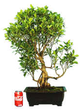 Ficus Retusa (Specimen) #118